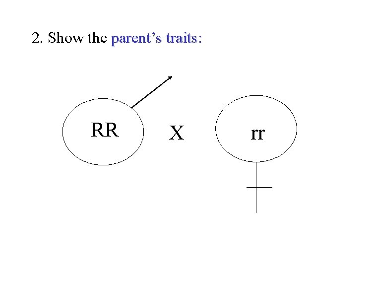 2. Show the parent’s traits: RR X rr 