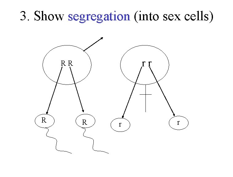 3. Show segregation (into sex cells) segregation r r R R r r 