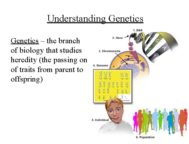 Understanding Genetics – the branch of biology that studies heredity (the passing on of