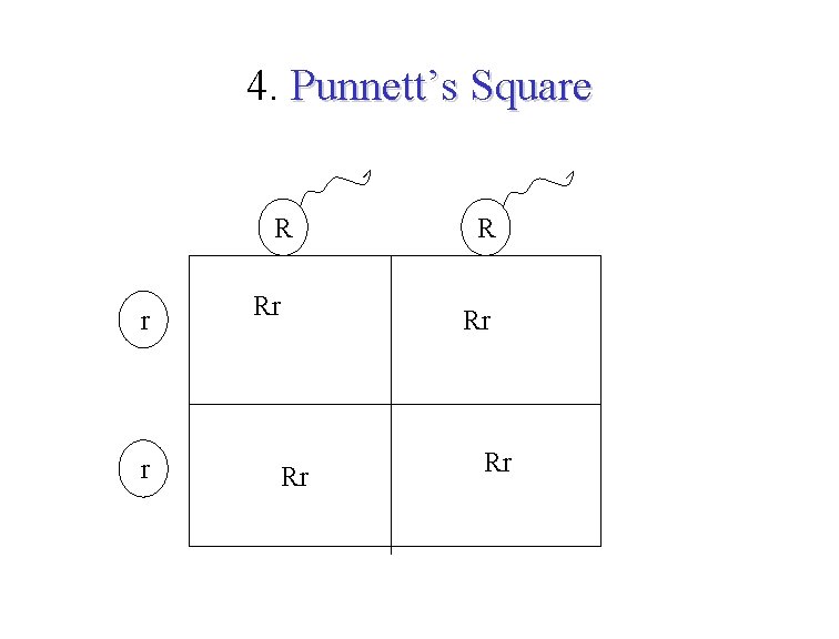 4. Punnett’s Square R r r Rr Rr Rr 