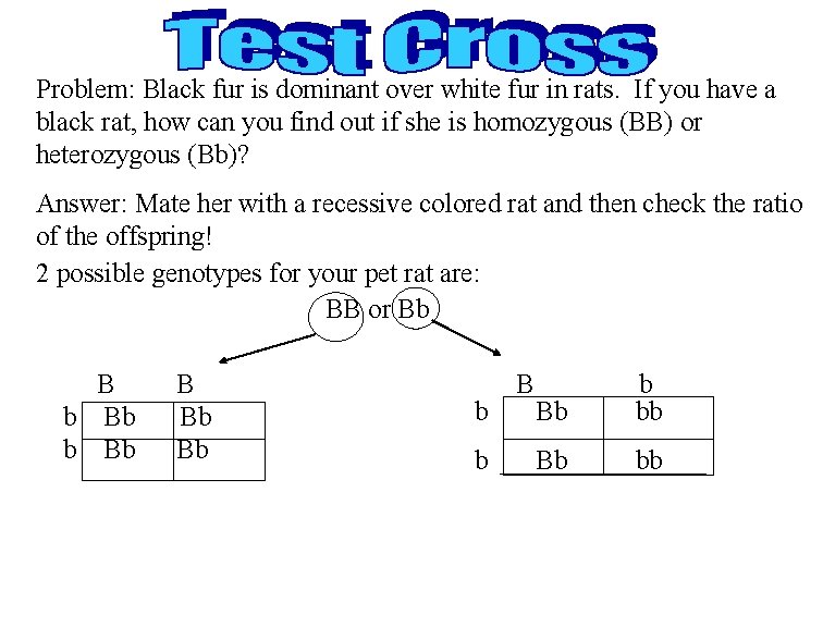Problem: Black fur is dominant over white fur in rats. If you have a