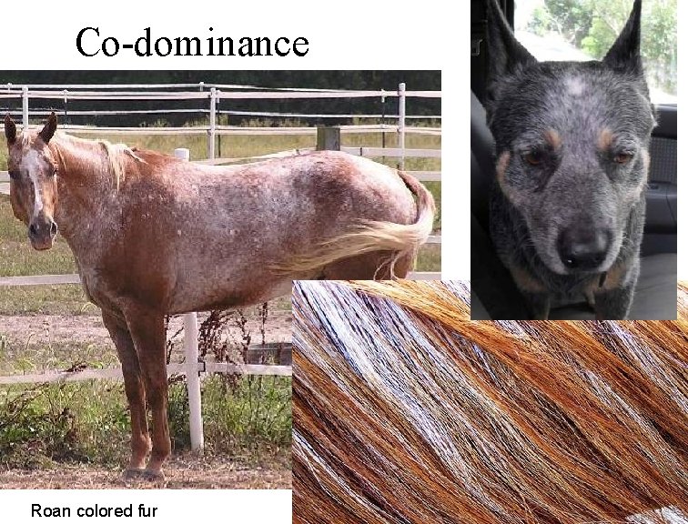 Co-dominance Roan colored fur 