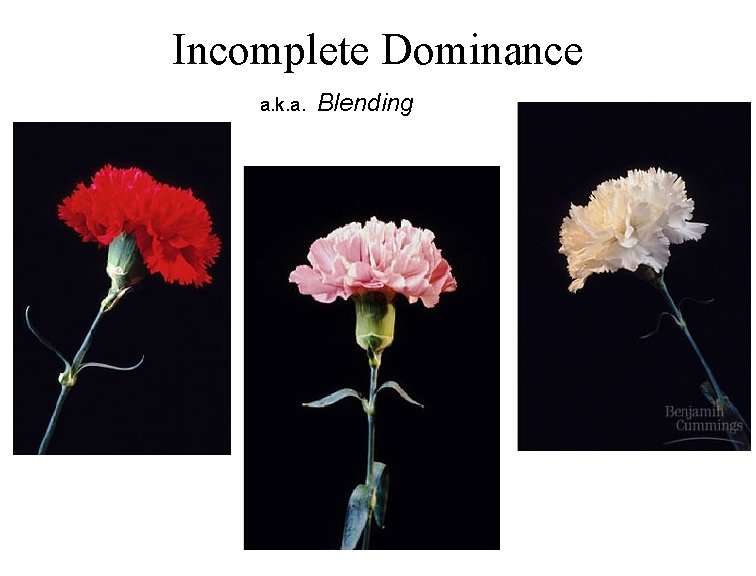 Incomplete Dominance a. k. a. Blending 