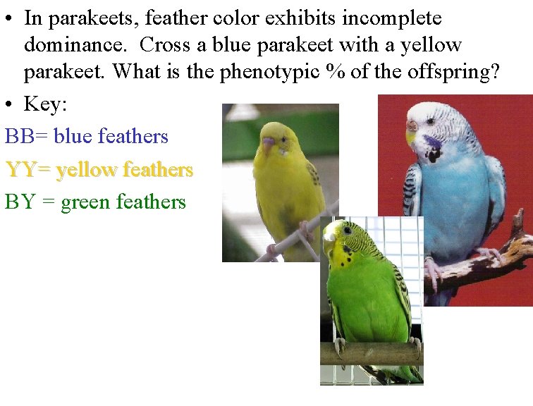  • In parakeets, feather color exhibits incomplete dominance. Cross a blue parakeet with