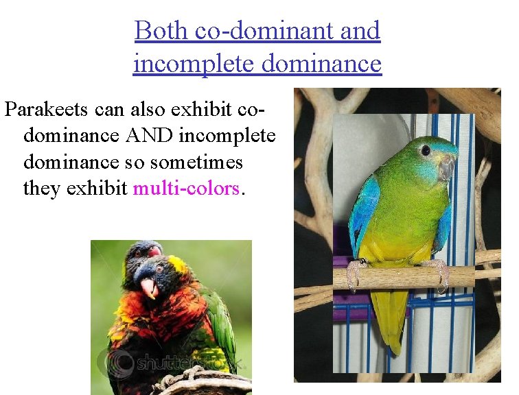 Both co-dominant and incomplete dominance Parakeets can also exhibit codominance AND incomplete dominance so