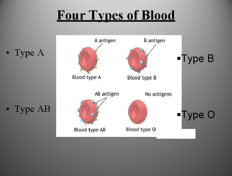 Four Types of Blood • Type AB §Type B §Type O 