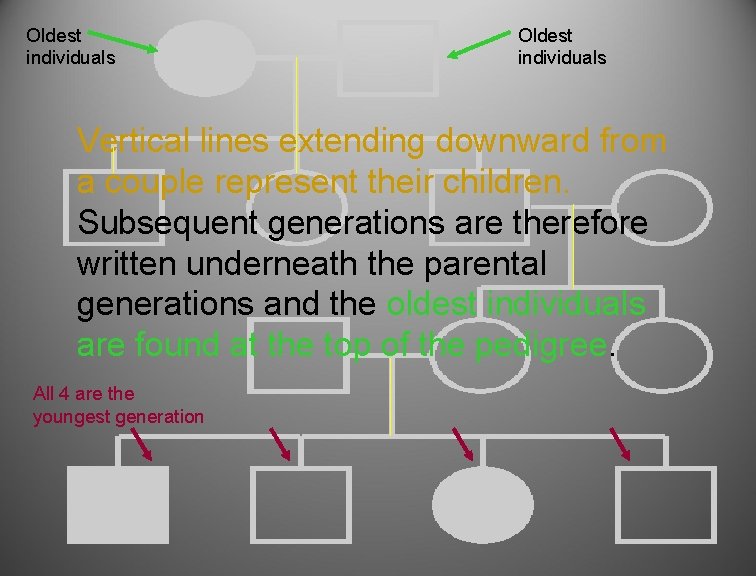 Oldest individuals Vertical lines extending downward from a couple represent their children. Subsequent generations