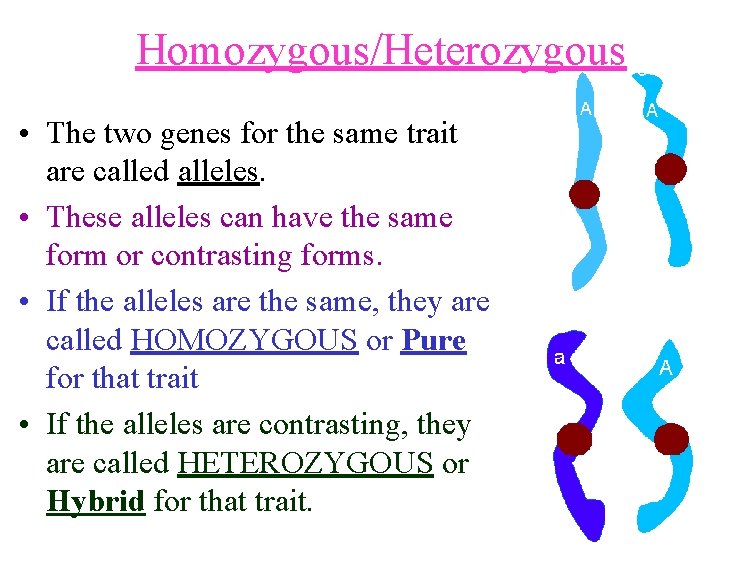 Homozygous/Heterozygous • The two genes for the same trait are called alleles. • These