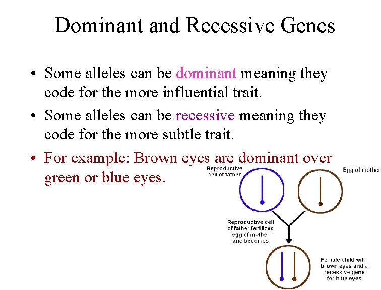 Dominant and Recessive Genes • Some alleles can be dominant meaning they code for