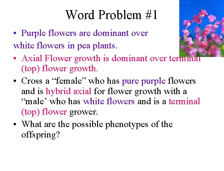 Word Problem #1 • Purple flowers are dominant over white flowers in pea plants.