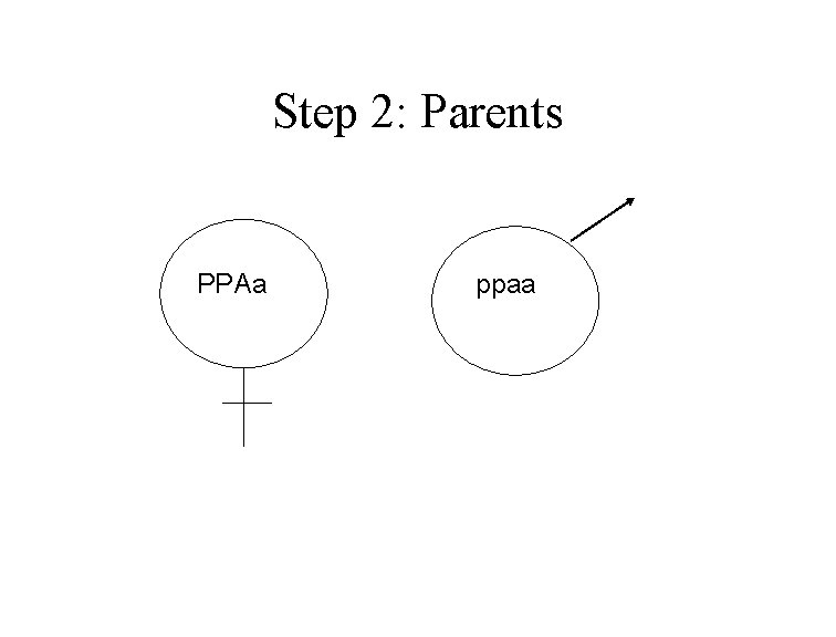 Step 2: Parents PPAa ppaa 