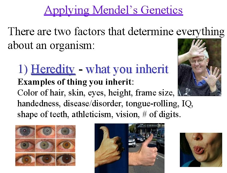 Applying Mendel’s Genetics There are two factors that determine everything about an organism: 1)