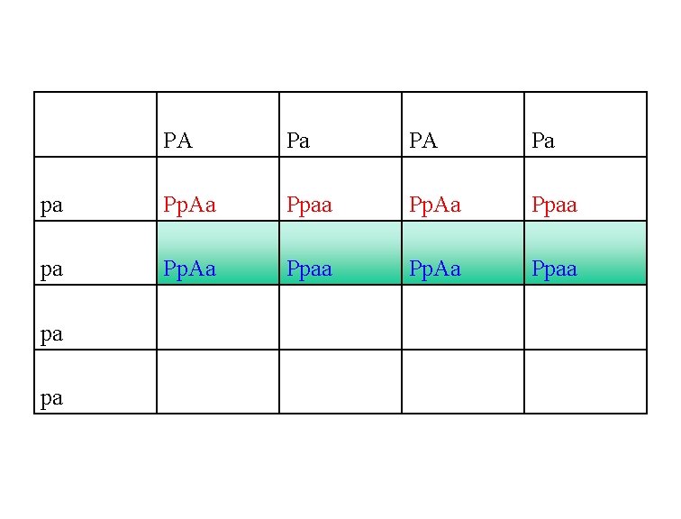  PA Pa pa Pp. Aa Ppaa pa 
