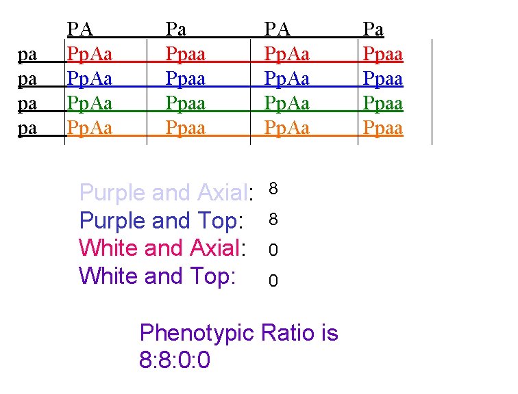  pa pa PA Pp. Aa Pa Ppaa Purple and Axial: Purple and Top: