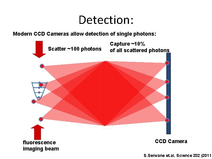 Detection: Modern CCD Cameras allow detection of single photons: Scatter ~100 photons fluorescence imaging