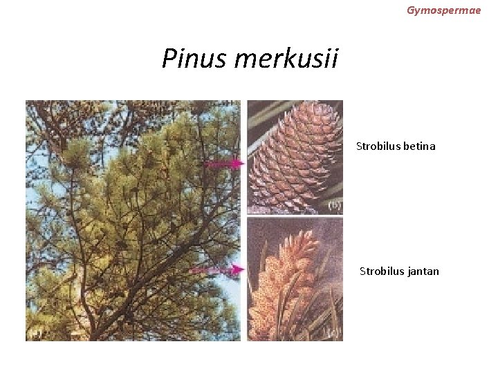 Gymospermae Pinus merkusii Strobilus betina Strobilus jantan 