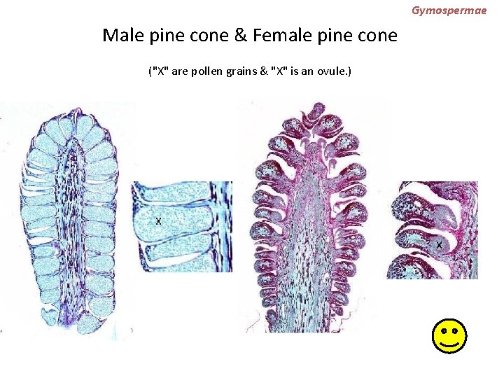 Gymospermae Male pine cone & Female pine cone ("X" are pollen grains & "X"