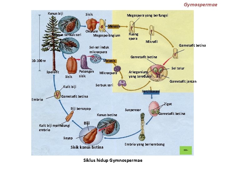 Gymospermae Konus biji Sisik Megaspora yang berfungsi Meiosis Kunus serbuk sari Ovulum Megasporangium Ruang