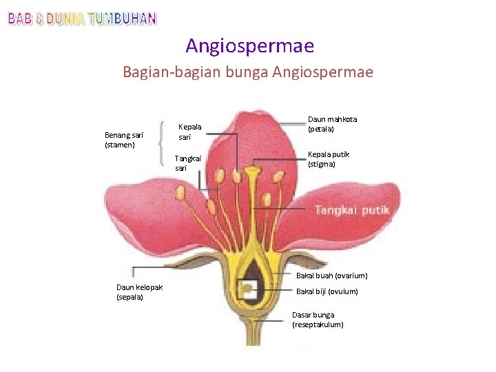 Angiospermae Bagian-bagian bunga Angiospermae Benang sari (stamen) Kepala sari Tangkai sari Daun mahkota (petala)