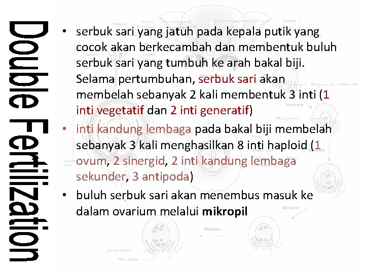  • serbuk sari yang jatuh pada kepala putik yang cocok akan berkecambah dan