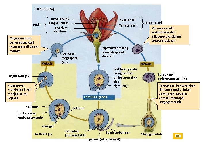 DIPLOID (2 n) Kepala putik Tangkai putik Ovarium Ovulum Putik Megagametofit berkembang dari megaspora