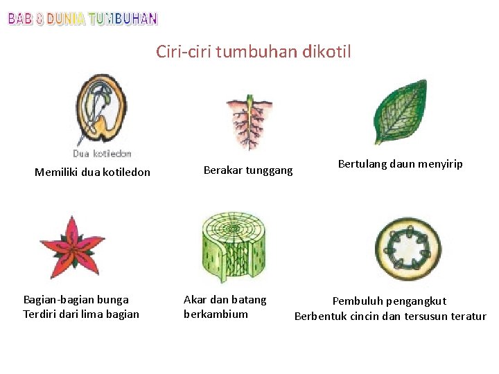 Ciri-ciri tumbuhan dikotil Memiliki dua kotiledon Bagian-bagian bunga Terdiri dari lima bagian Berakar tunggang