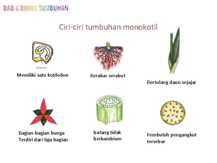 Ciri-ciri tumbuhan monokotil Memiliki satu kotiledon Berakar serabut Bertulang daun sejajar Bagian-bagian bunga Terdiri