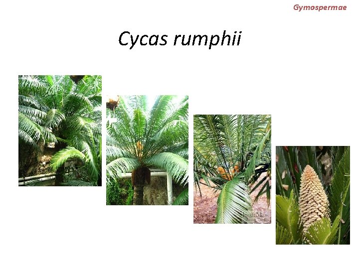 Gymospermae Cycas rumphii 