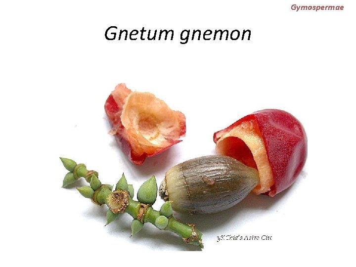 Gymospermae Gnetum gnemon 
