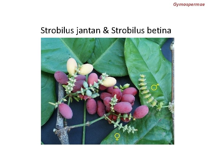 Gymospermae Strobilus jantan & Strobilus betina 