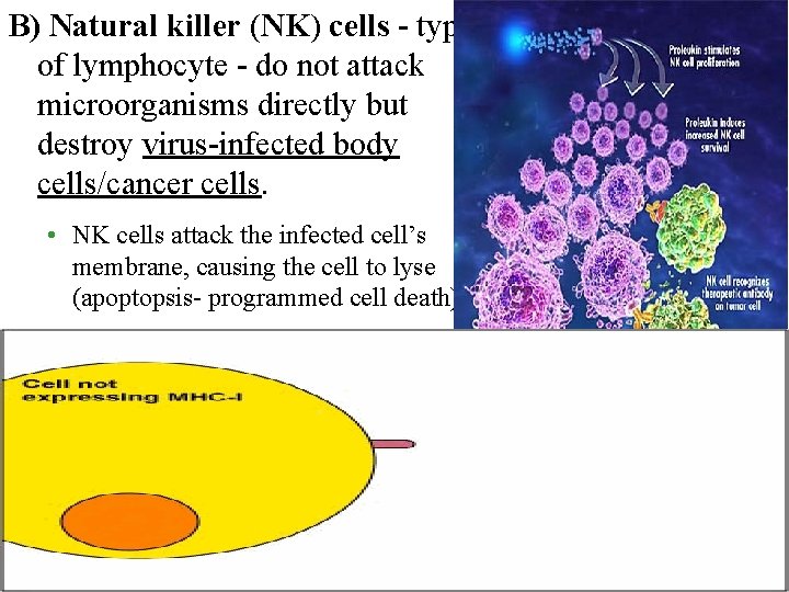 B) Natural killer (NK) cells - type of lymphocyte - do not attack microorganisms