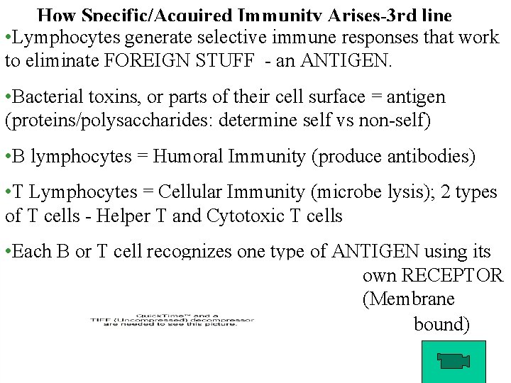 How Specific/Acquired Immunity Arises-3 rd line • Lymphocytes generate selective immune responses that work