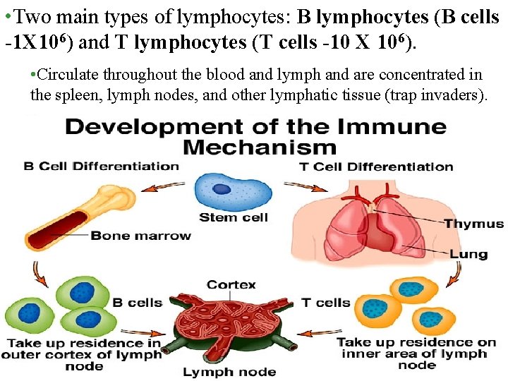  • Two main types of lymphocytes: B lymphocytes (B cells -1 X 106)