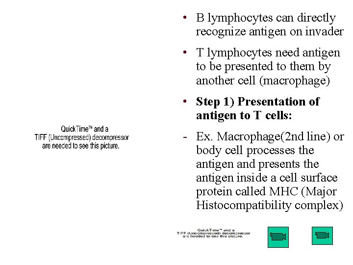  • B lymphocytes can directly recognize antigen on invader • T lymphocytes need