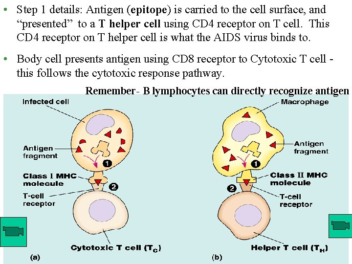  • Step 1 details: Antigen (epitope) is carried to the cell surface, and