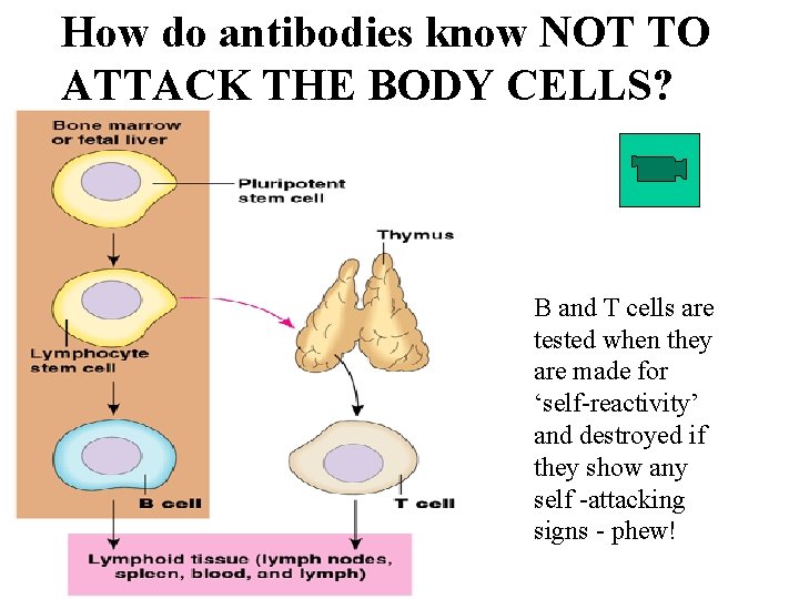 How do antibodies know NOT TO ATTACK THE BODY CELLS? B and T cells