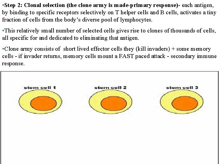  • Step 2: Clonal selection (the clone army is made-primary response)- each antigen,