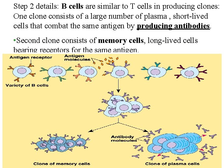 Step 2 details: B cells are similar to T cells in producing clones: One