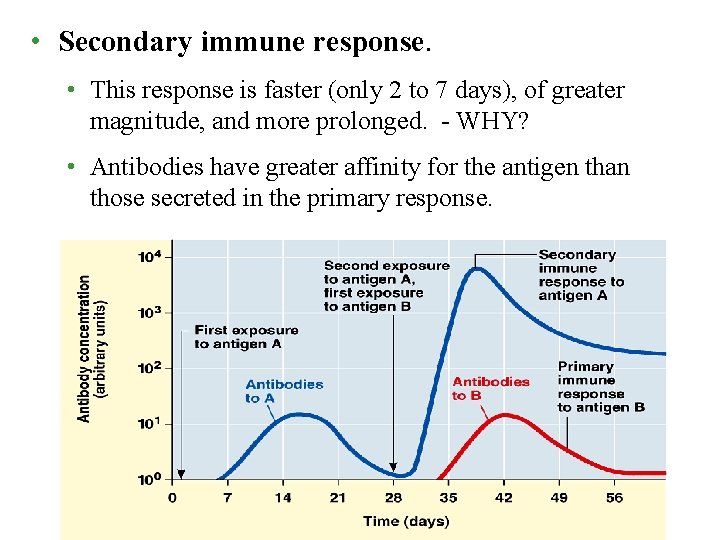  • Secondary immune response. • This response is faster (only 2 to 7