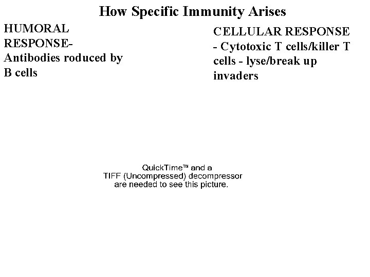 How Specific Immunity Arises HUMORAL RESPONSEAntibodies roduced by B cells CELLULAR RESPONSE - Cytotoxic