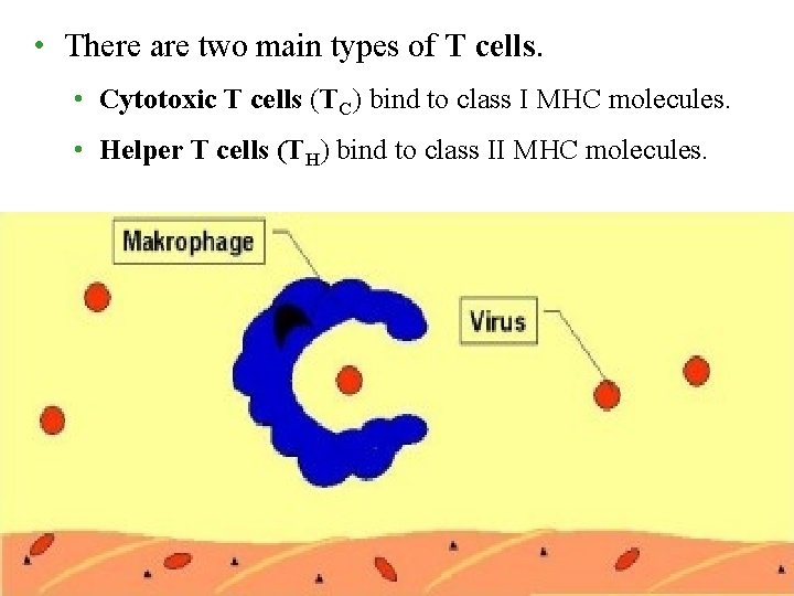  • There are two main types of T cells. • Cytotoxic T cells