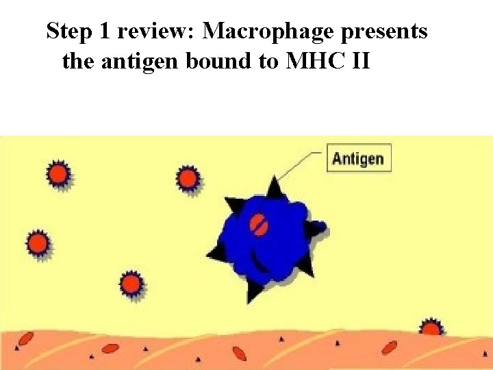 Step 1 review: Macrophage presents the antigen bound to MHC II 