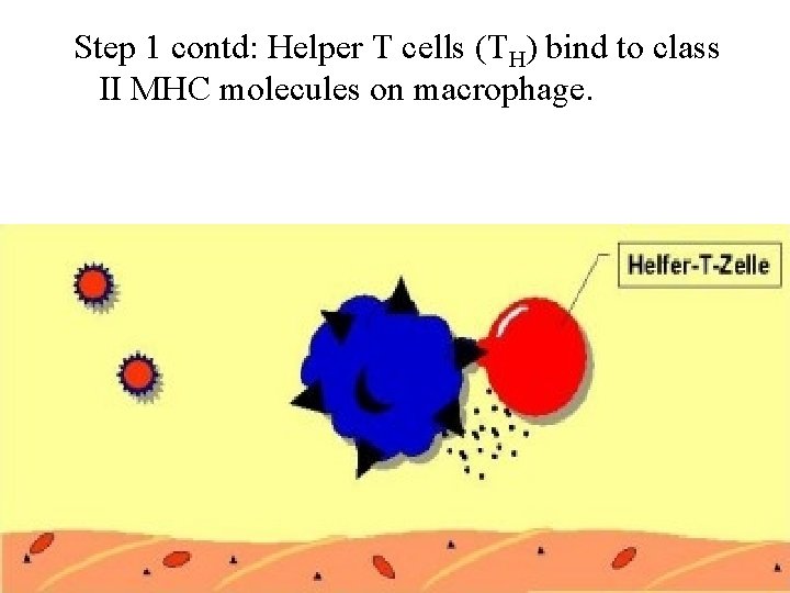 Step 1 contd: Helper T cells (TH) bind to class II MHC molecules on