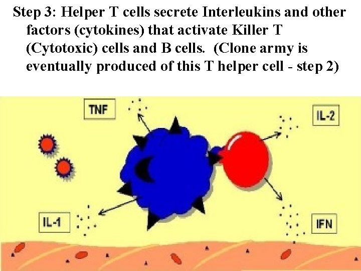 Step 3: Helper T cells secrete Interleukins and other factors (cytokines) that activate Killer