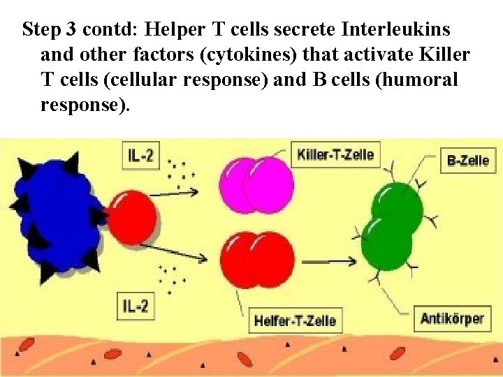 Step 3 contd: Helper T cells secrete Interleukins and other factors (cytokines) that activate