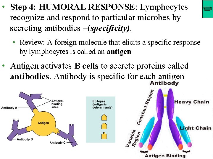  • Step 4: HUMORAL RESPONSE: Lymphocytes recognize and respond to particular microbes by
