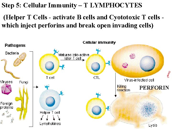 Step 5: Cellular Immunity – T LYMPHOCYTES (Helper T Cells - activate B cells