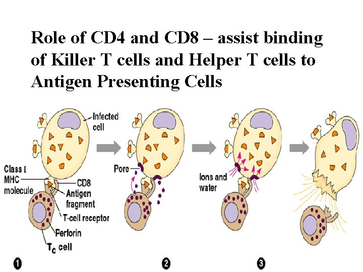 Role of CD 4 and CD 8 – assist binding of Killer T cells