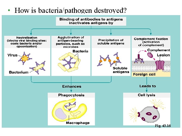  • How is bacteria/pathogen destroyed? Fig. 43. 16 