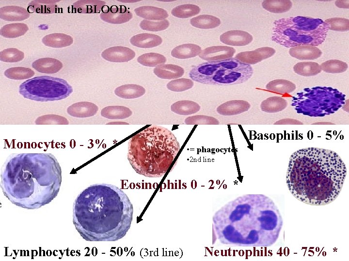 Cells in the BLOOD: WBC = White Blood Cells/Leukocytes RBC = Red Blood Cells/Erythrocytes